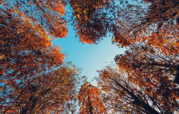 Wallpaper trees, the sky, autumn