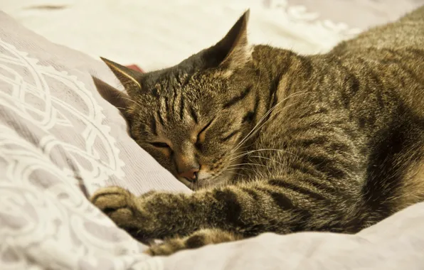 Cat, cat, cat, sleeping, kitty, nyasha