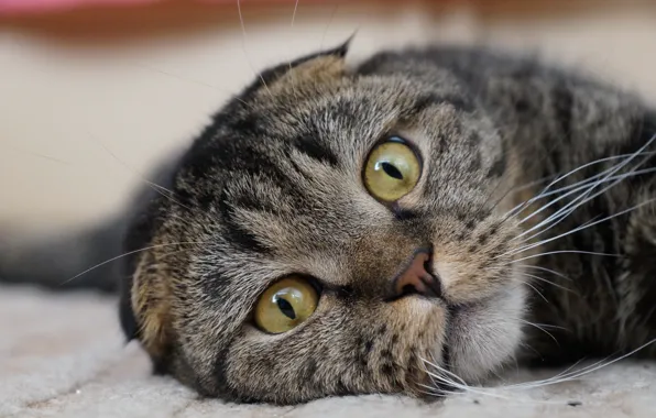 Picture cat, cat, animal