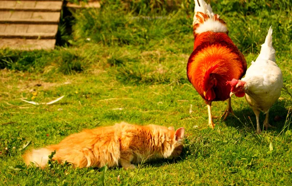 Cat, summer, grass, cat, chicken, village, yard, cock