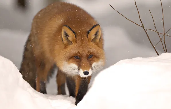 Picture winter, snow, nature, animal, Fox, beast, fox, winter