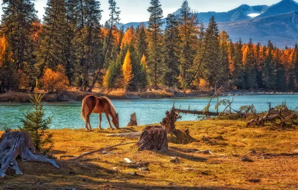 Trees, river, horse, horse, beauty, Lora Pavlova, On the far shore