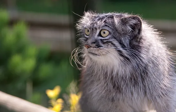 Picture eyes, mustache, face, manul