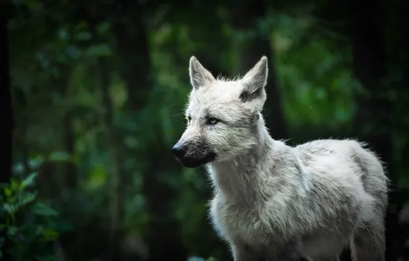 Nature, snow, predator, face, animal, wolf, wolves, wildlife