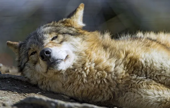 Nature, predator, animal, wolf, wildlife, portrait, portrait., Canis lupus. face