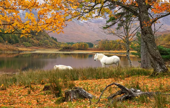Picture autumn, trees, mountains, branches, horse, shore, foliage, horse