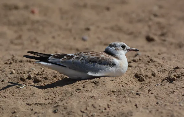 Sand, summer, stay, Seagull