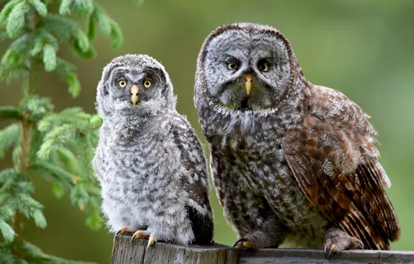 Picture birds, owls, spruce branch