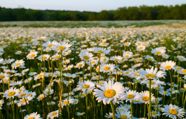 Summer, nature, chamomile, meadow