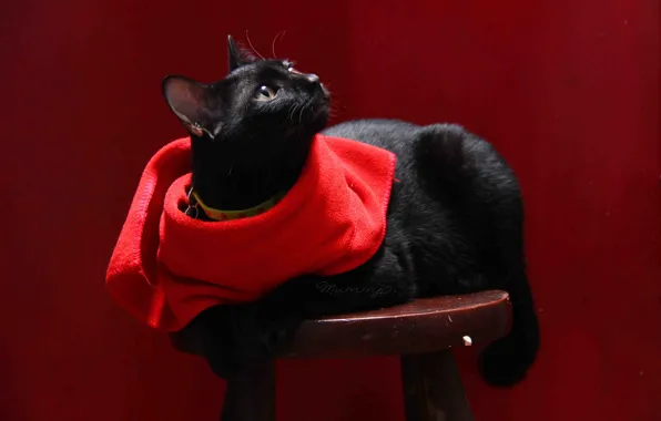 Cat, cat, background, black, napkin, stool