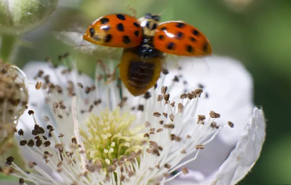 Picture flower, nature, ladybug, insect
