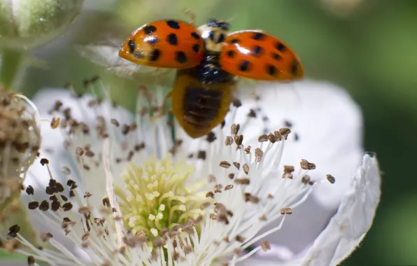 Flowers, nature, ladybug, insect