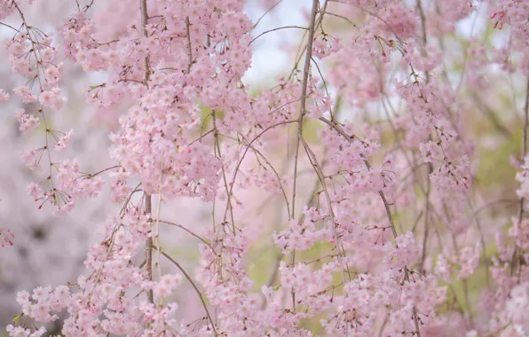 Branches, cherry, spring, flowering, flowers, cherry blossoms