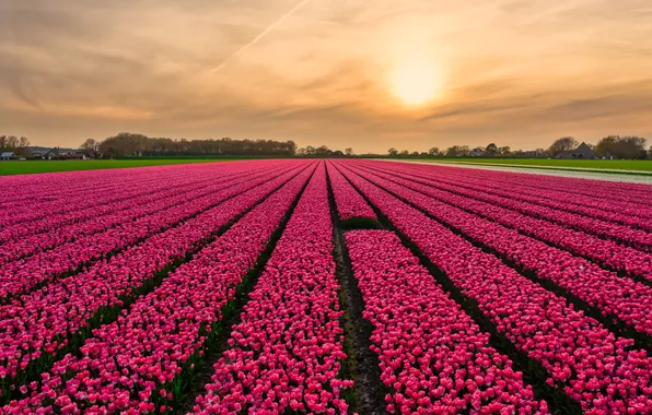Field, the sky, clouds, flowers, strip, view, spring, dal