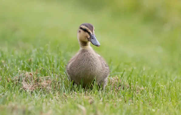 Greens, grass, nature, grey, bird, glade, walk, duck