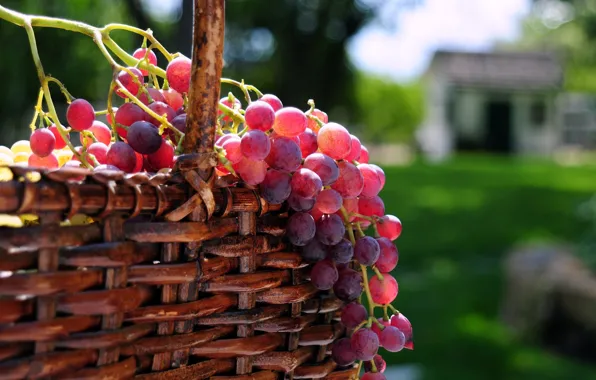 The sun, berries, basket, grapes