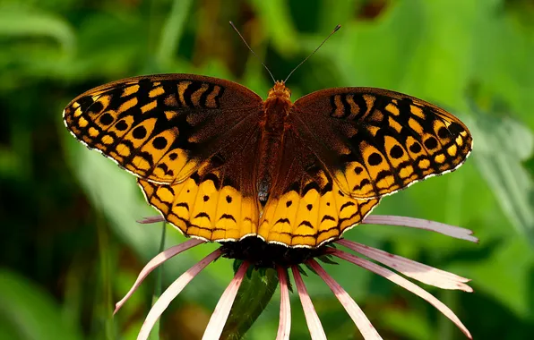 Flower, macro, wings, Butterfly, beautiful, closeup