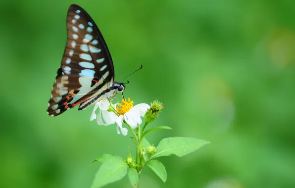 Macro, flowers, nature, butterfly