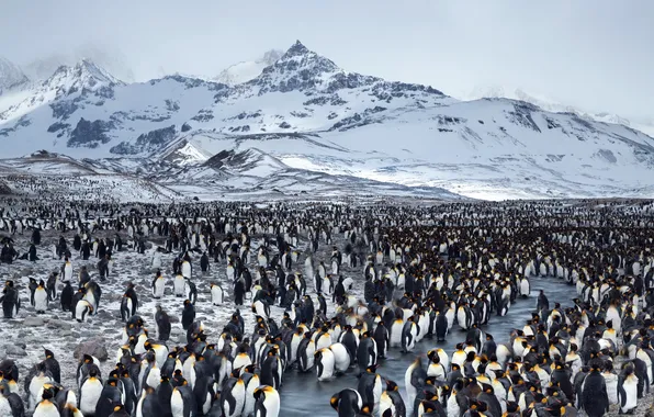 Picture landscape, nature, penguins