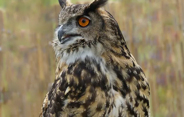 Bird, feathers, Long-eared owl