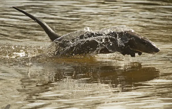 Water, jump, otter