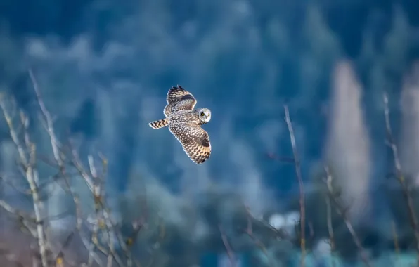 Picture background, owl, bird, flight, bokeh, Short-eared owl