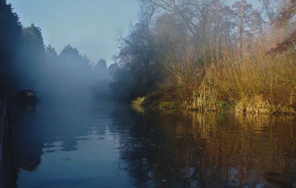 Forest, the sun, trees, fog, river, morning