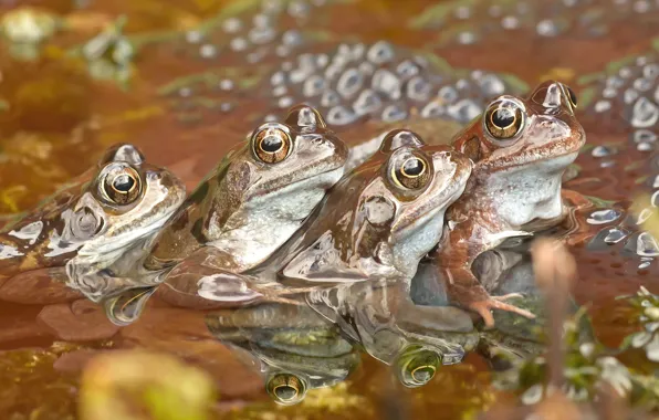 Water, pond, frogs, pond, bokeh, Quartet, party