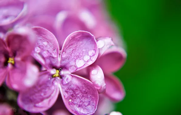 Purple, water, drops, macro, flowers, green, Rosa, background