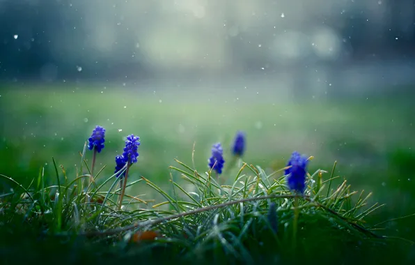 Grass, flowers, snowflakes, spring, blue, Muscari