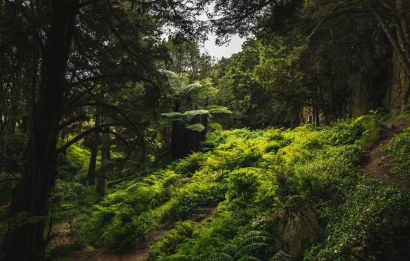 Forest, trees, nature, New Zealand, fern, path