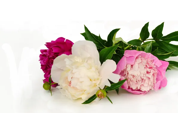Flowers, bouquet, White background, Peonies