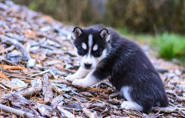 Nature, pose, background, dog, slope, baby, puppy, bark