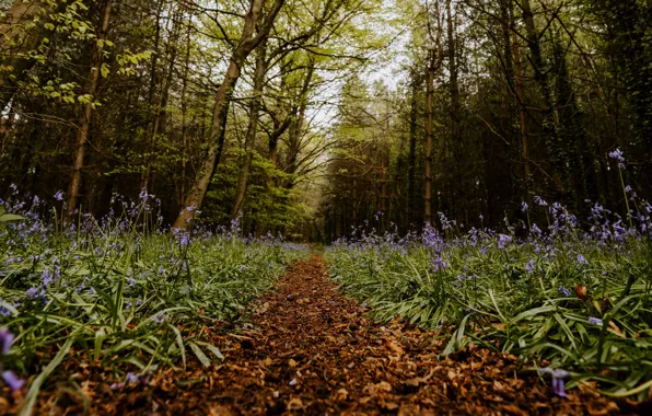 Picture forest, summer, trees, flowers, nature, trail
