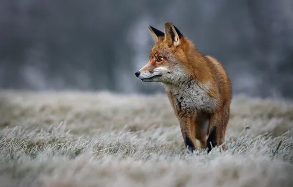 Picture winter, frost, grass, nature, animal, Fox, Fox