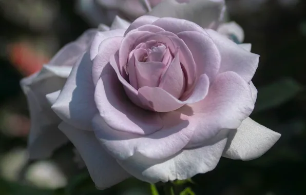 Picture macro, rose, petals, Bud, lilac