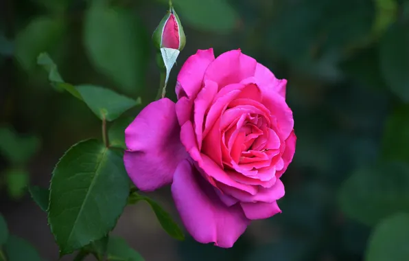 Flowers, roses, rosary