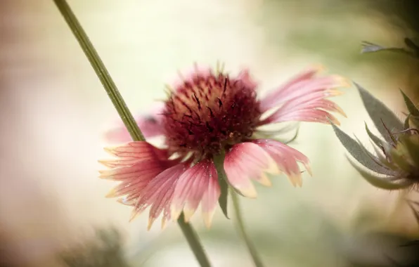 Picture flower, background, petals, bokeh, Rudbeckia