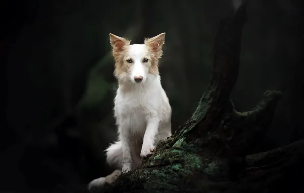 Forest, each, dog