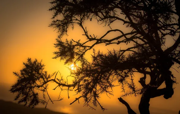 Branches, the evening, silhouettes