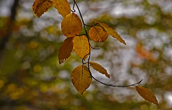 Leaves, branch, yellow, autumn