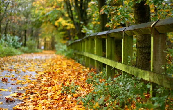 Road, autumn, leaves, the fence
