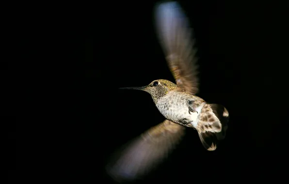 Flight, the dark background, bird, wings, Hummingbird, bird