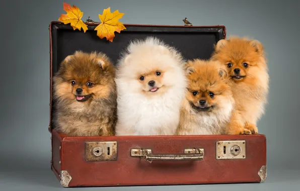 Puppies, suitcase, Spitz