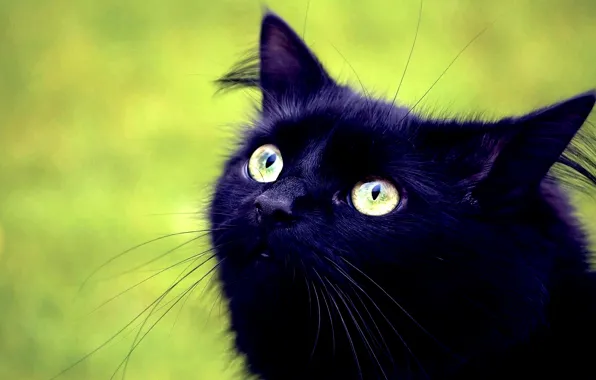 LOOK, BLACK, CAT, MUSTACHE, HEAD, EYES