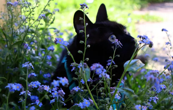 Cat, summer, cat, look, flowers, pose, black, spring