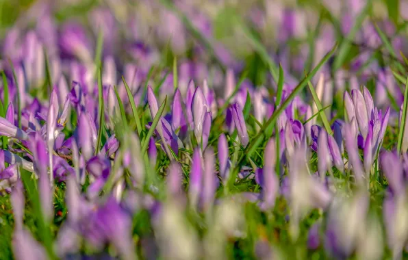 Flowers, glade, spring, crocuses, pink, buds, a lot