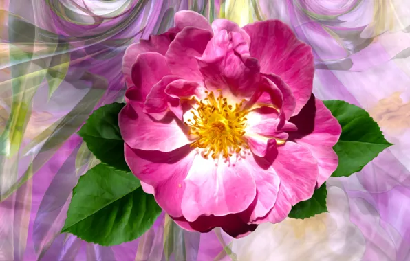 Roza, Graphics, Flower