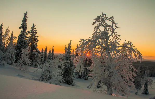 Winter, the sky, clouds, snow, trees, sunset, Finland, Lapland