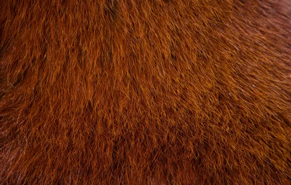 Color, wool, Red Panda